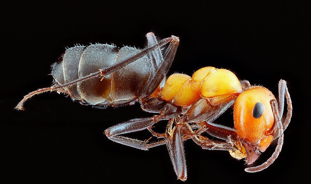 Ant Control service in Lafayette, LA