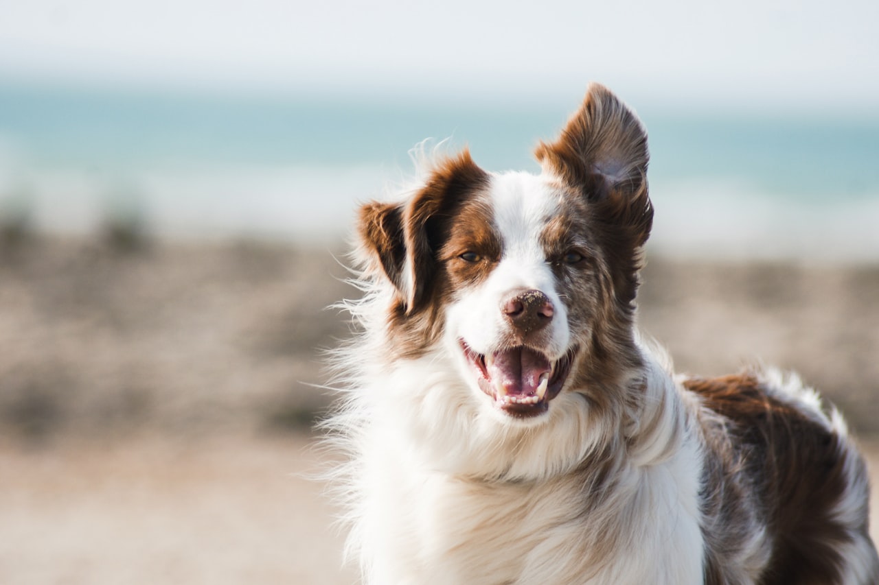 Flea & Tick Control service in Lafayette, LA