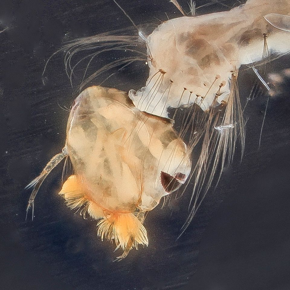 Mosquito Control service in Lafayette, LA