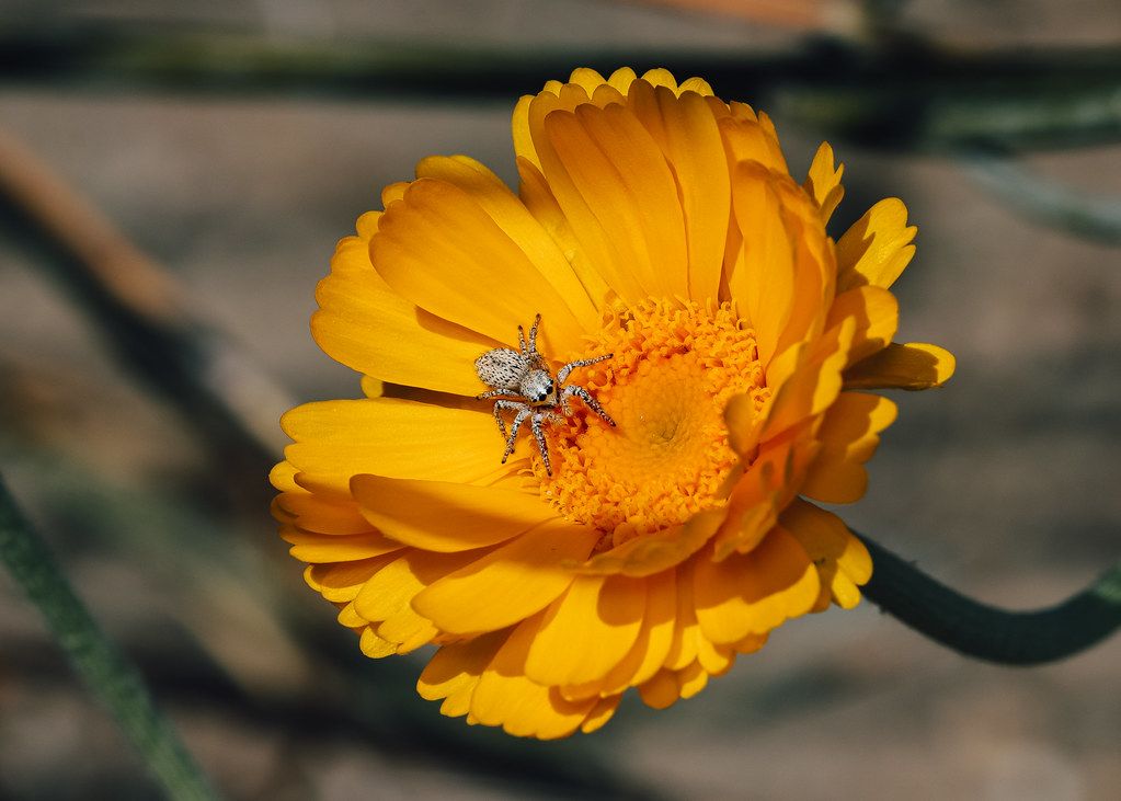 Spider Control service in Lafayette, LA